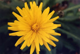 Leontodon pyrenaicus